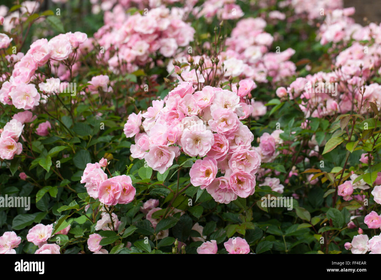 Close up of Rosa Nathalie Nypels a pink rose flowering in an English garden, England, UK Stock Photo