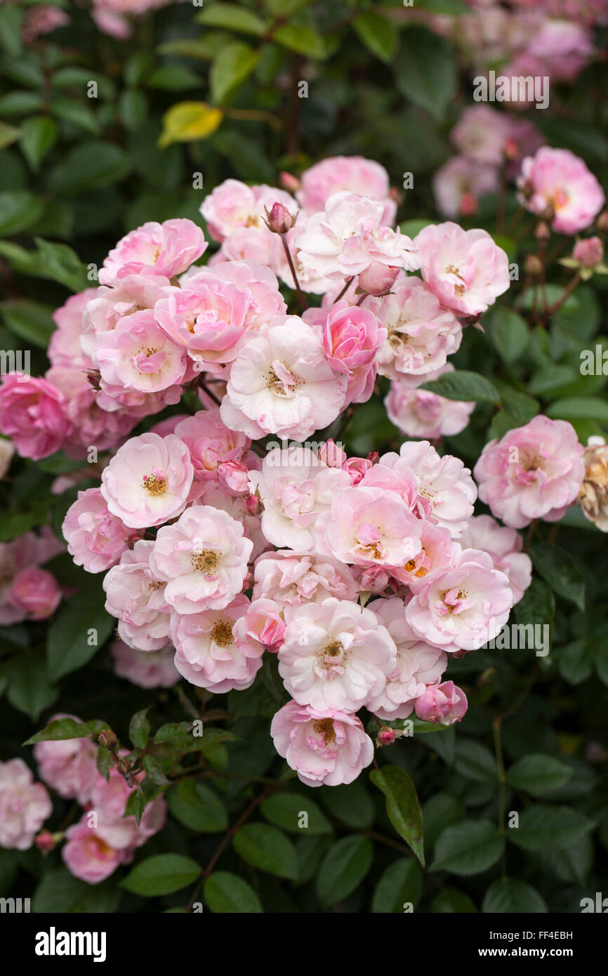Close up of Rosa Nathalie Nypels a pink rose flowering in an English garden, England, UK Stock Photo