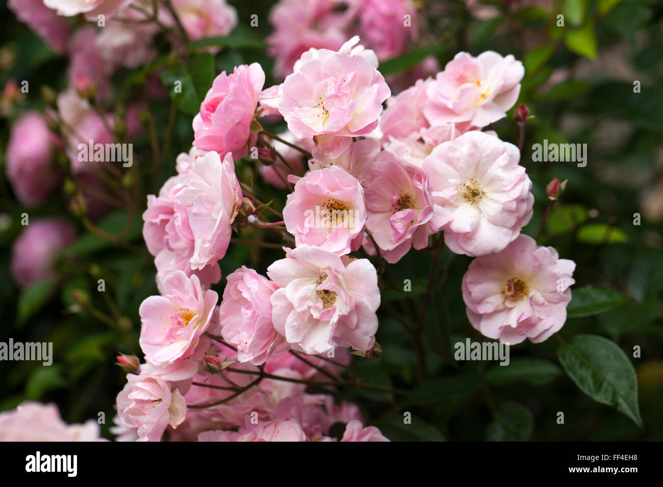 Close up of Pink Nathalie Nypels Rose flowering in an English garden, UK Stock Photo