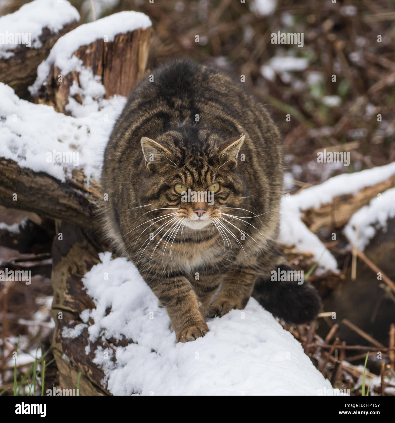 Scottish wildcat snow hi-res stock photography and images - Alamy