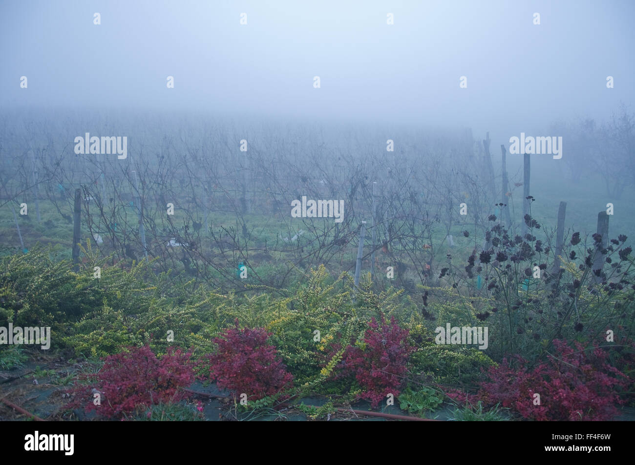 Piedmont vineyards planted with barbera misty,italy Stock Photo