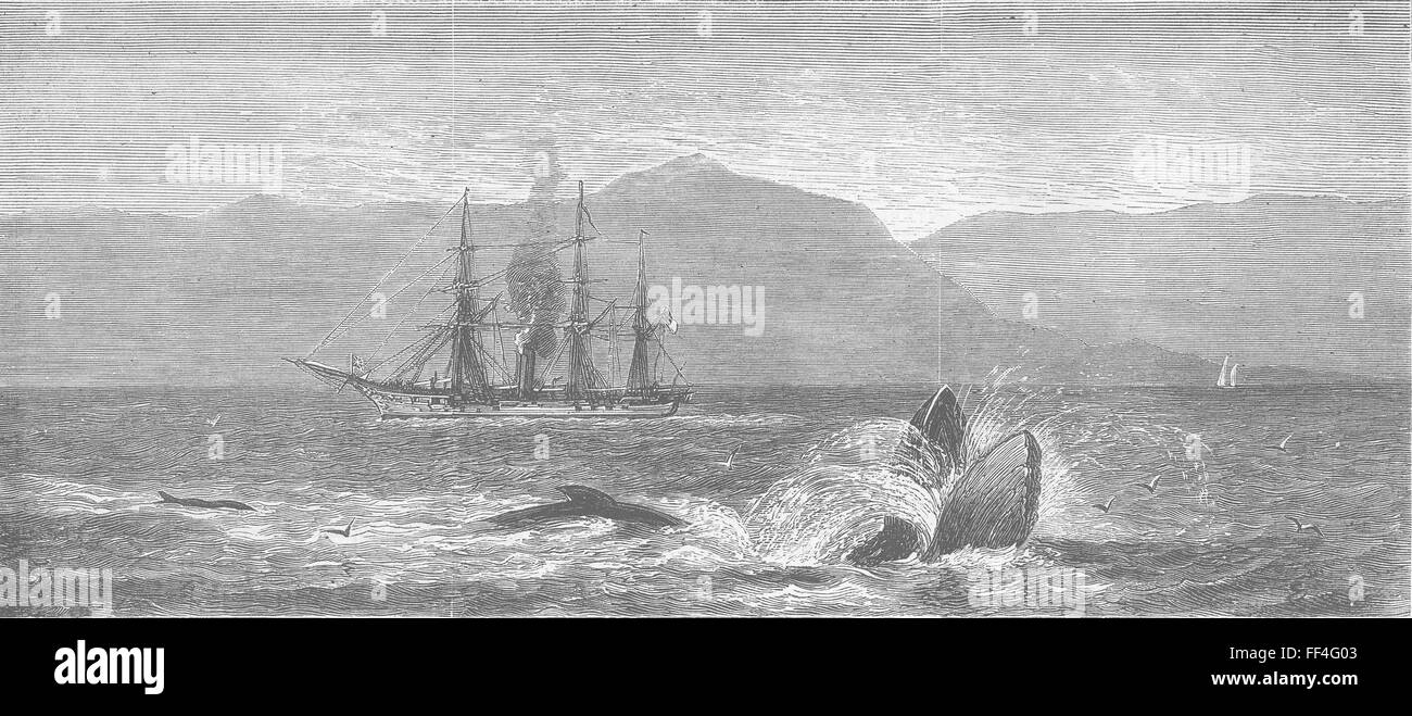 WHALES Another Marine Monster! 1879. The Graphic Stock Photo