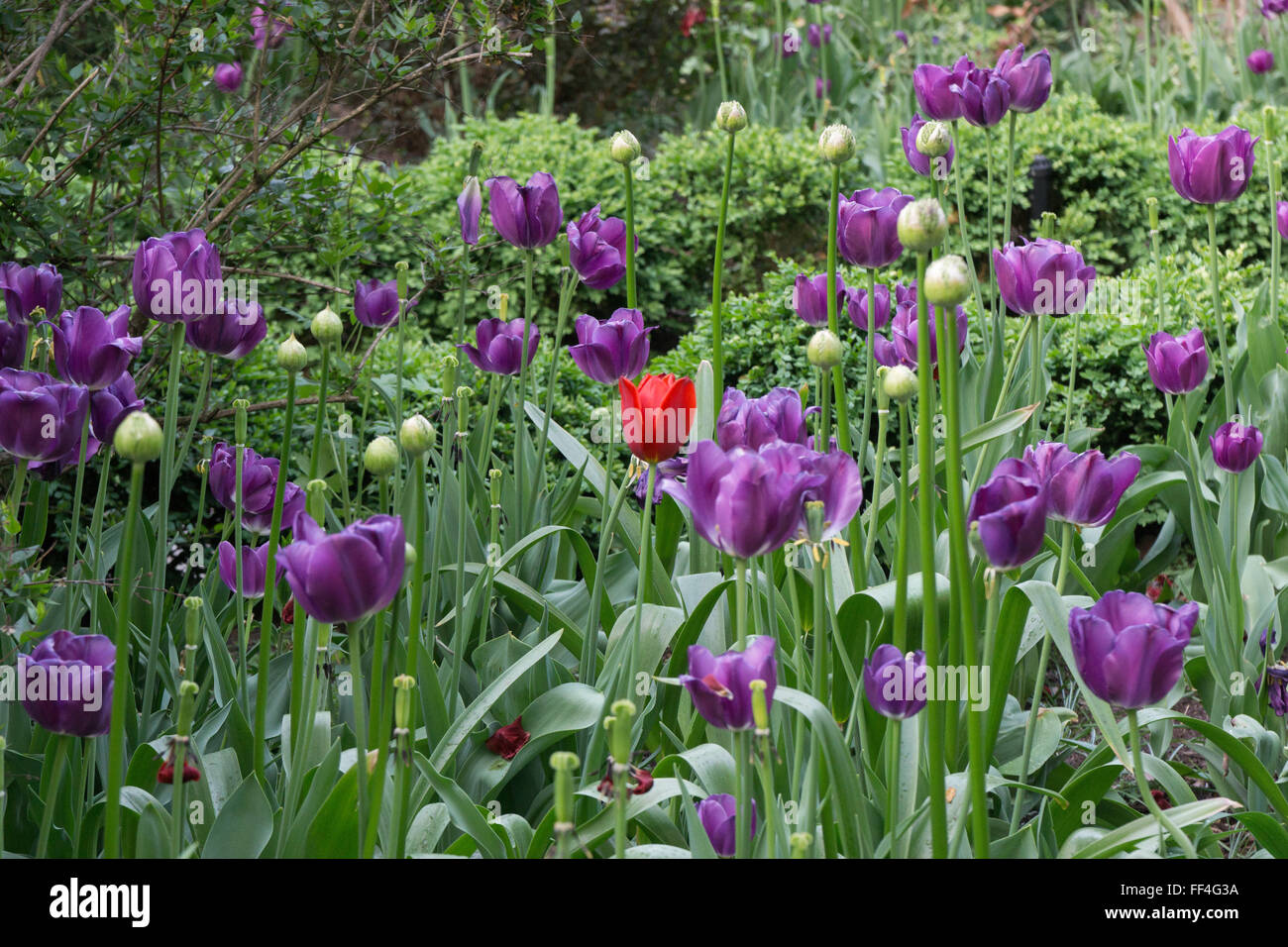tulip garden in New York City one red among the purple Stock Photo