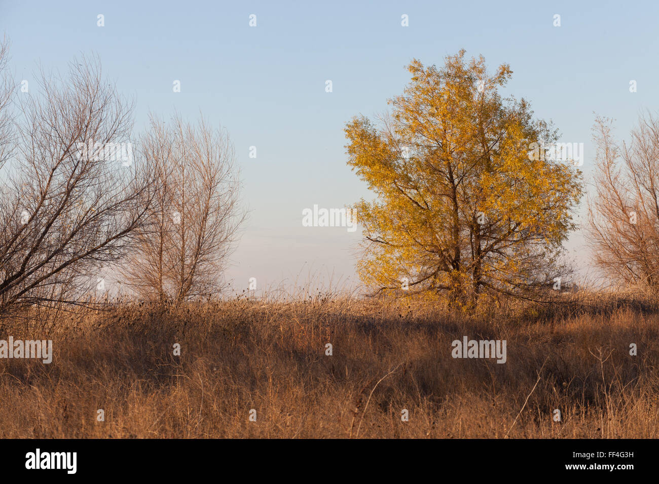 fall and winter light in a wildlife refuge in California Stock Photo