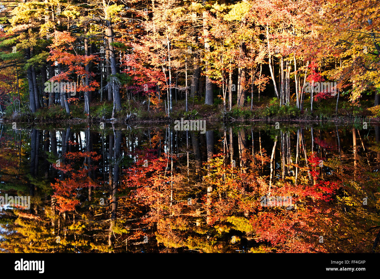 New Hampshire, colorful fall foliage along ponds, roadway and fields