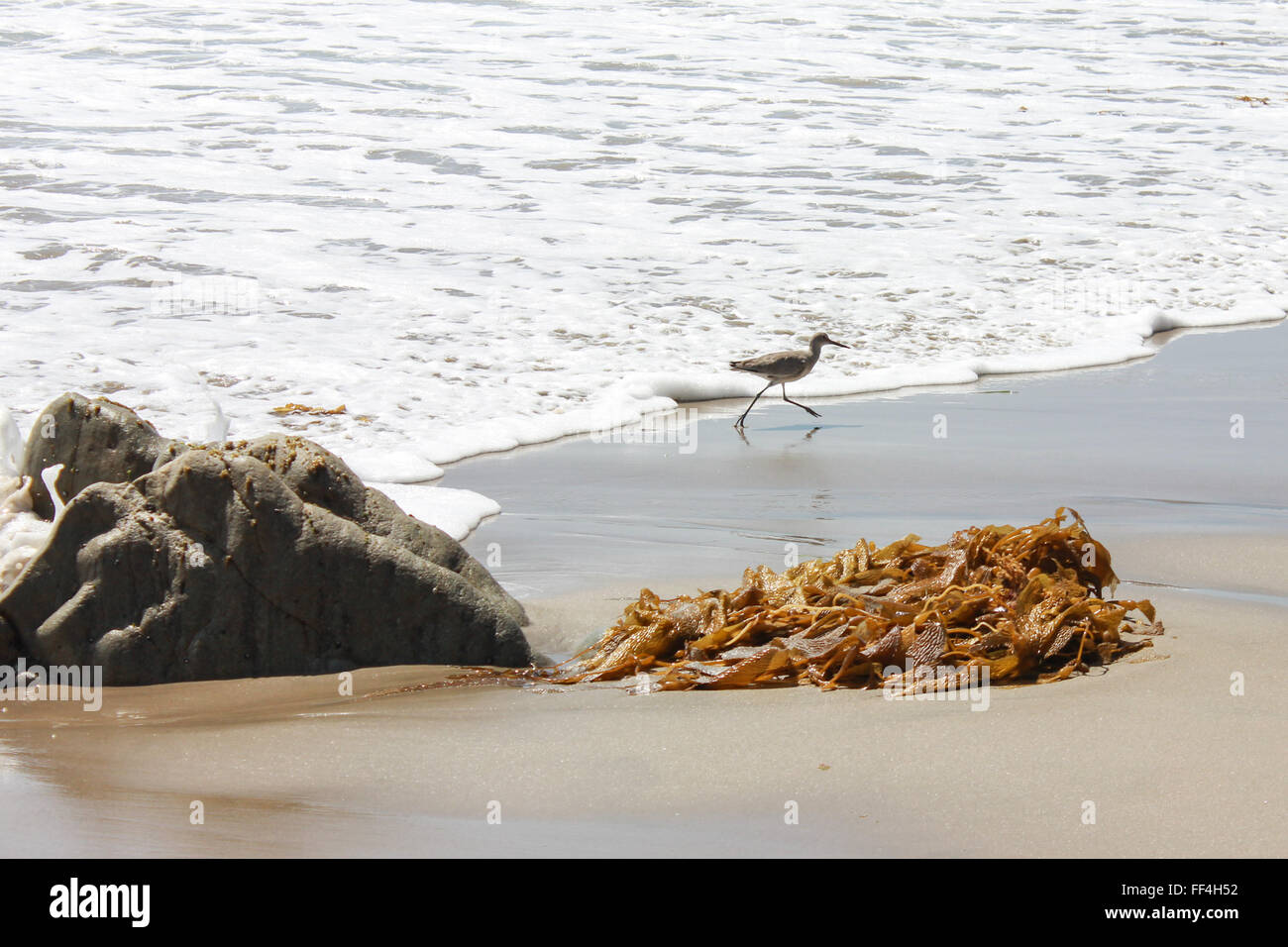 Bird running on Malibu beach Stock Photo