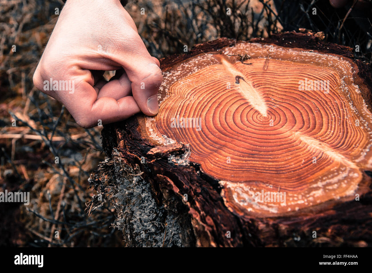 Hand counting tree rings on a cut log in a conifer forest Stock Photo