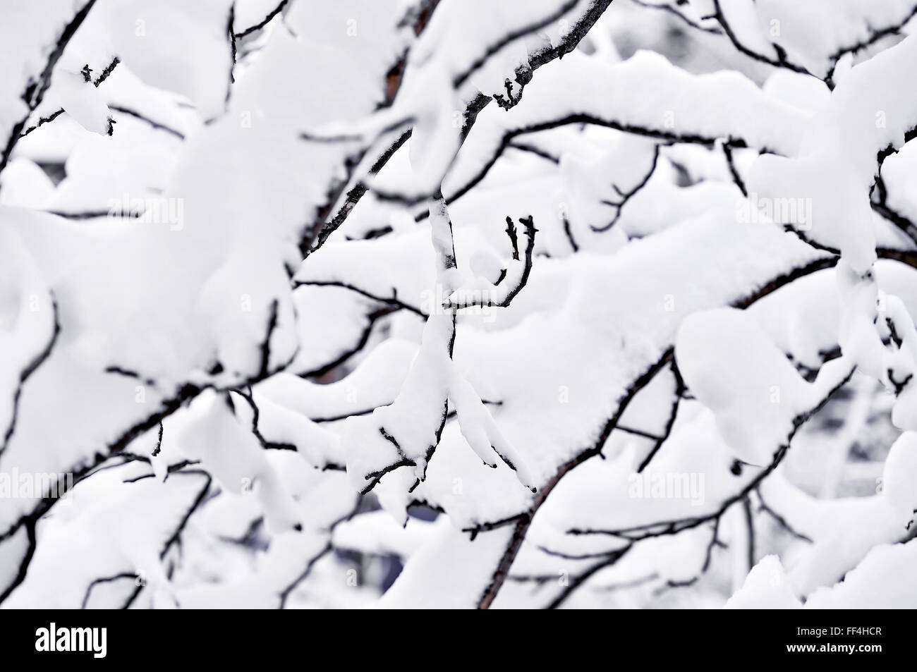 Tree branches loaded with snow hi-res stock photography and images - Alamy