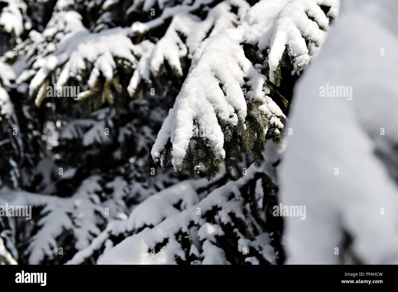 Winter scene with pine branches loaded with snow after heavy snowfall ...