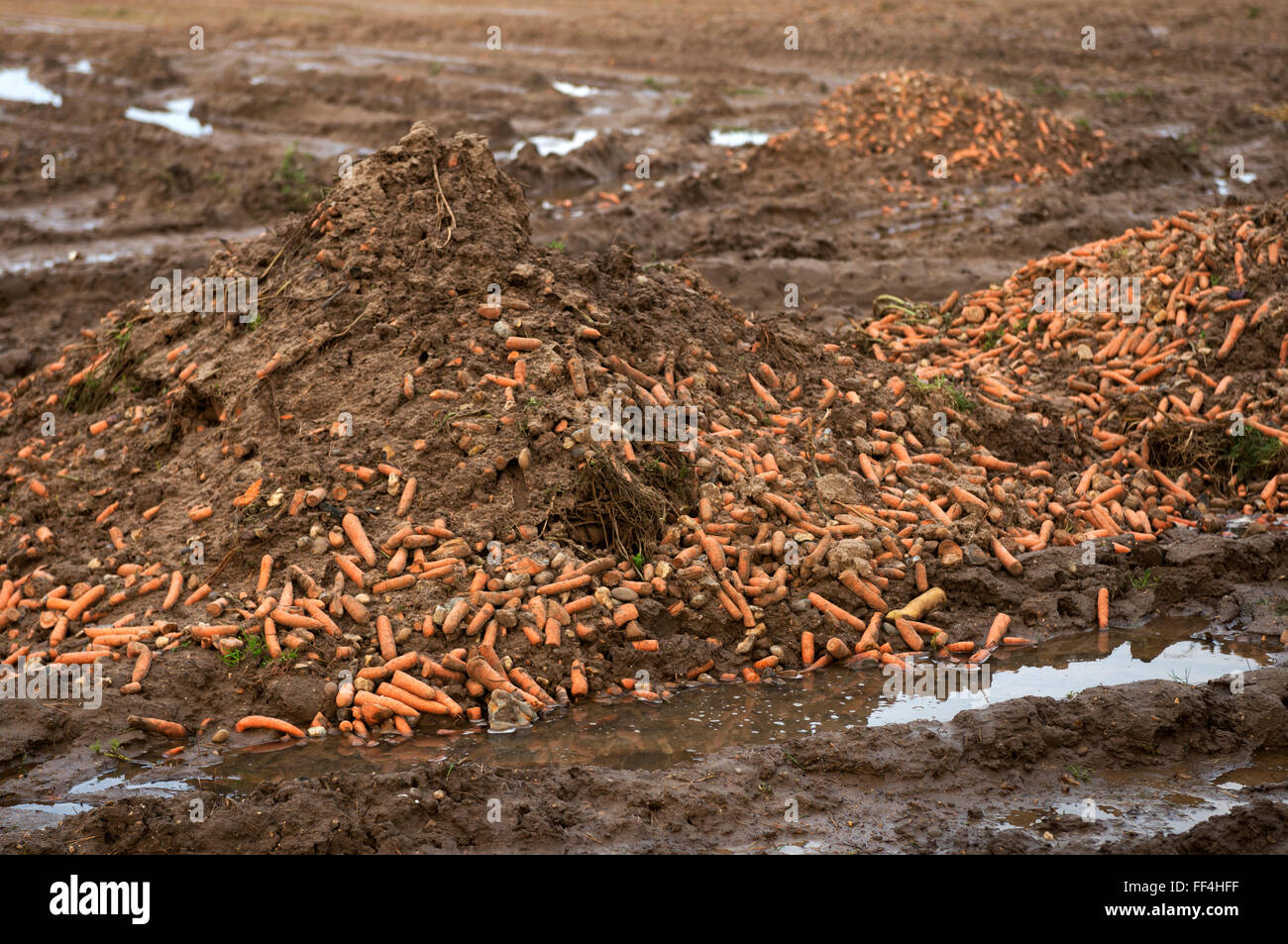 Discarded carrots left to rot in field Stock Photo Alamy