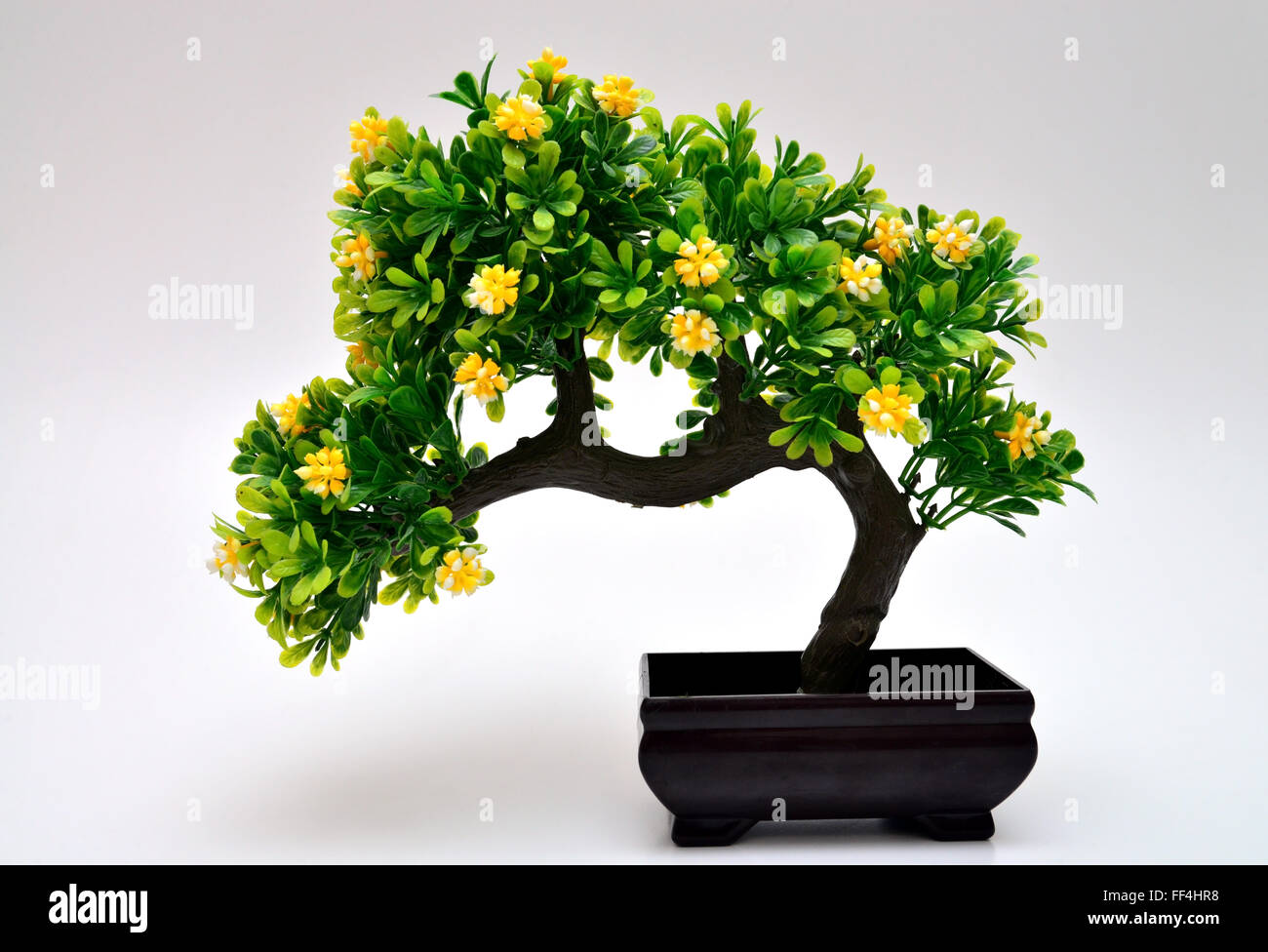 Bonsai tree isolated on white backgroud Stock Photo - Alamy