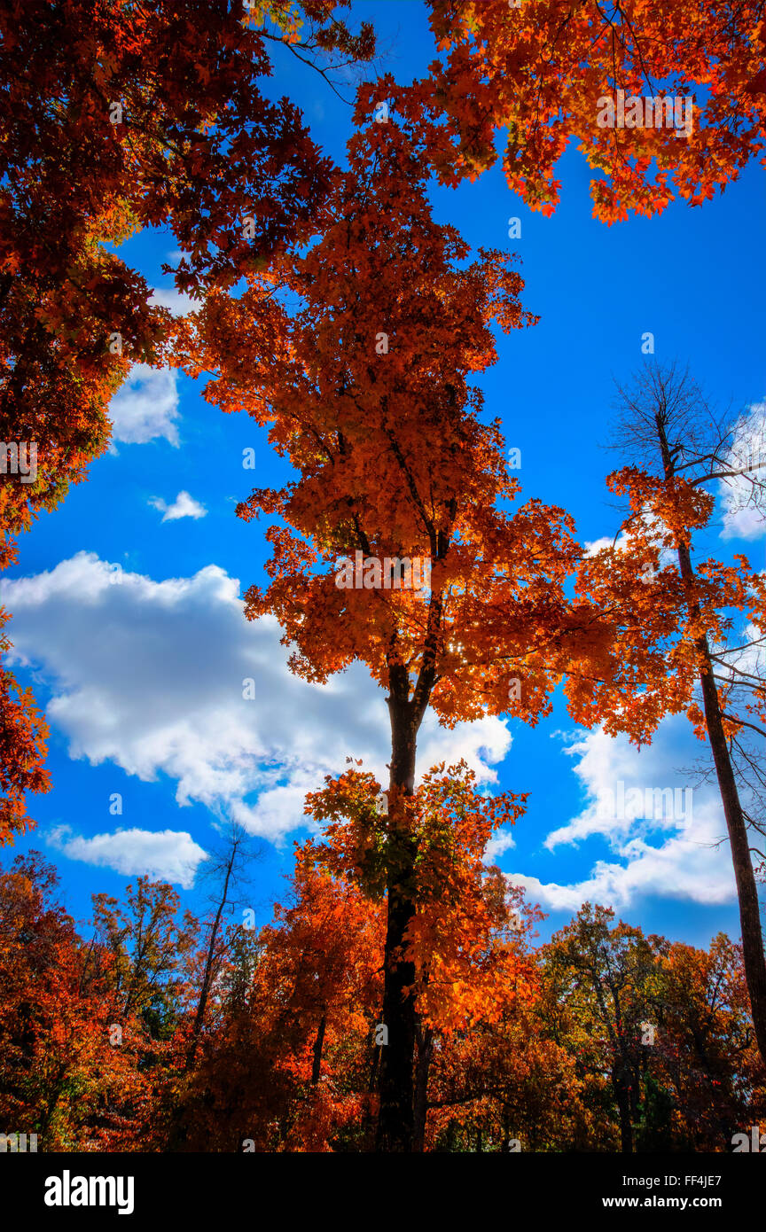looking up at fall colors on an oak tree with blue sky background. Stock Photo
