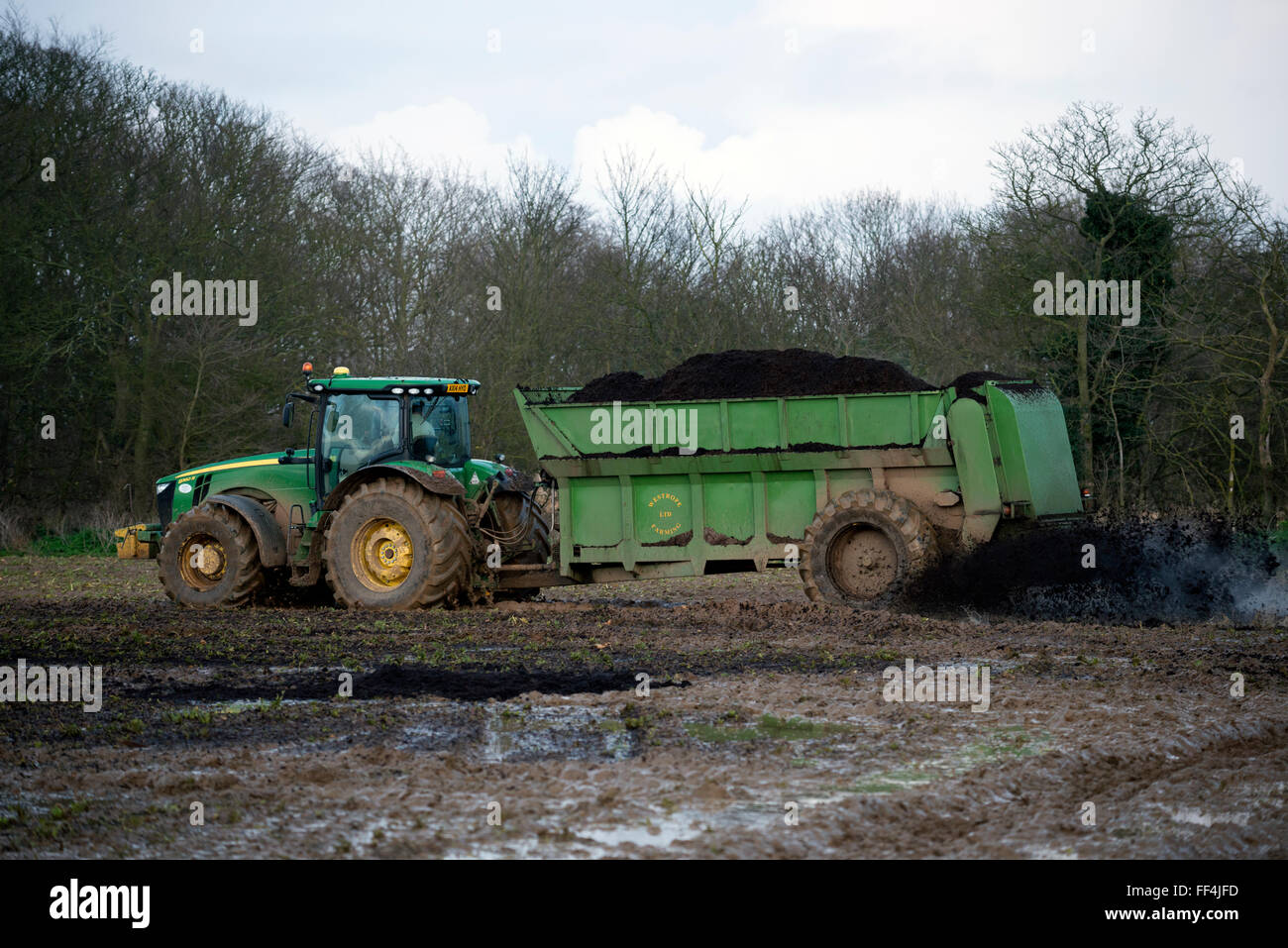 Westrope Farming Ltd muck spreading Alderton Suffolk UK Stock Photo - Alamy
