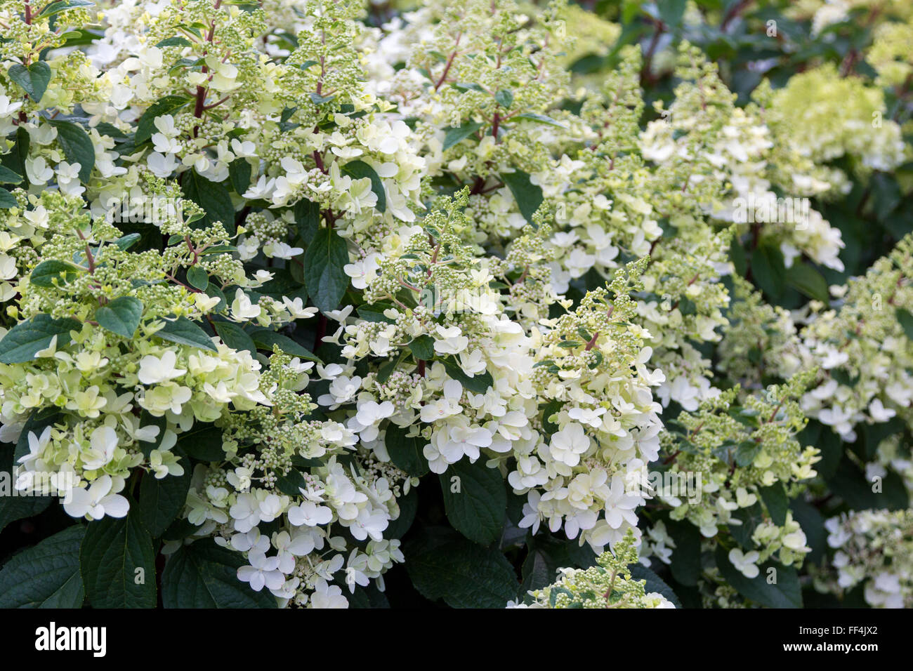 Blooming white hydrangeas hi-res stock photography and images - Alamy