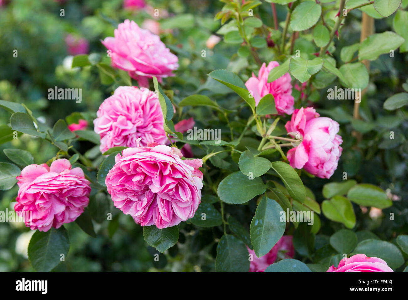 shrub of pink roses in the foliage Stock Photo Alamy