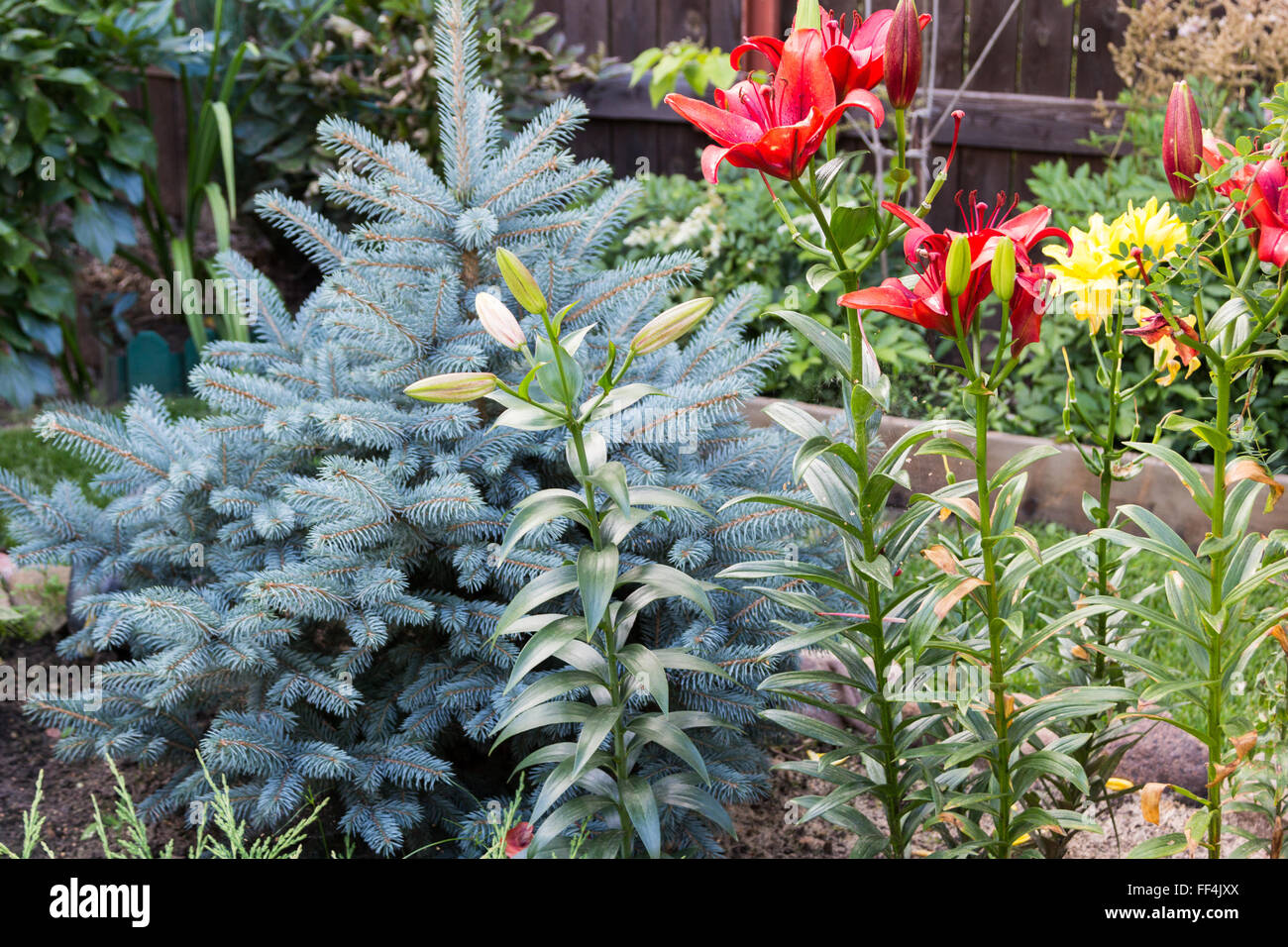 red lilies and blue spruce in the garden Stock Photo
