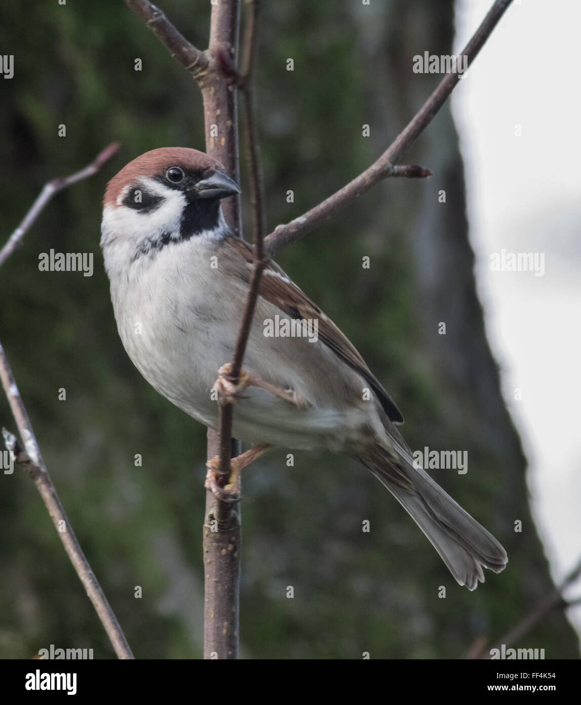 Tree Sparrow Rspb Mainsriddle hi-res stock photography and images - Alamy