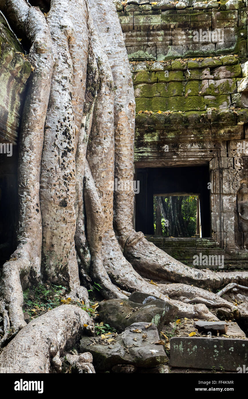 Khmer tree hi-res stock photography and images - Alamy