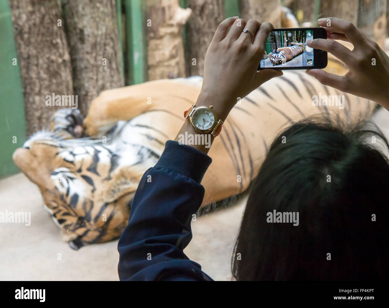 woman photographing a tiger behind glass Stock Photo