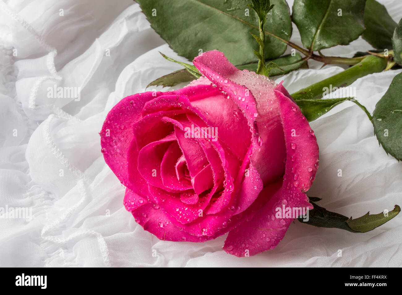Pink Rose With Water Drops Wallpaper