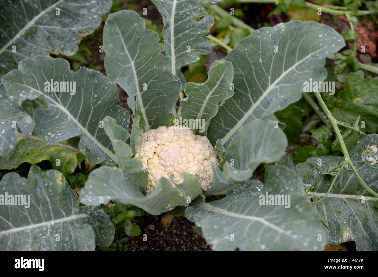 Cauliflower (Brassica oleracea var. Botrytis) on the field, ecological agriculture, Canguçu, Rio Grande do Sul, Brazil Stock Photo
