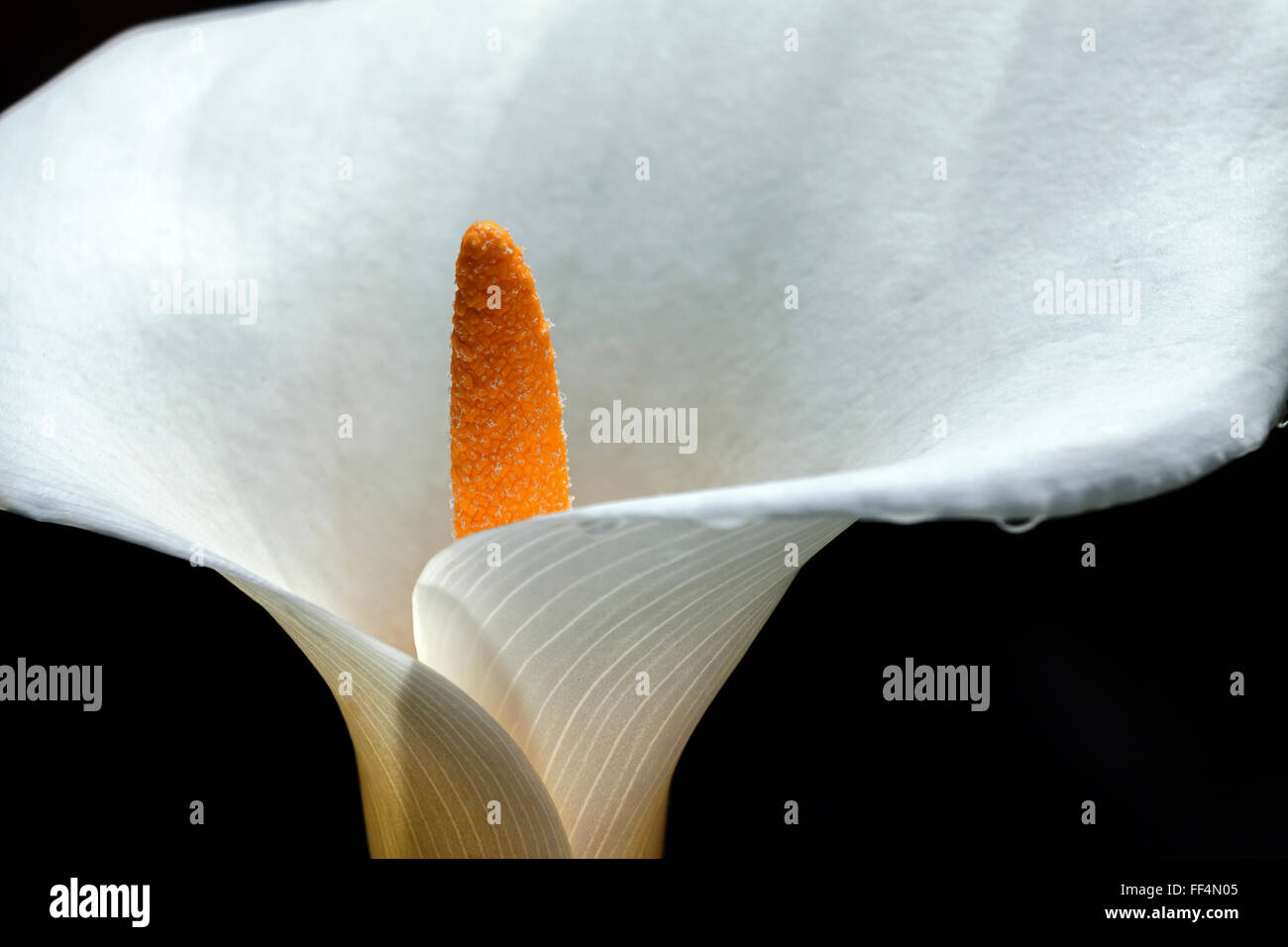 Calla lily (Zantedeschia aethiopica), Tenerife, Canary Islands, Spain