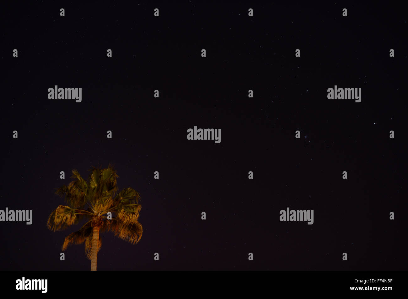 Orion constellation over palm tree, San Jose CA Stock Photo