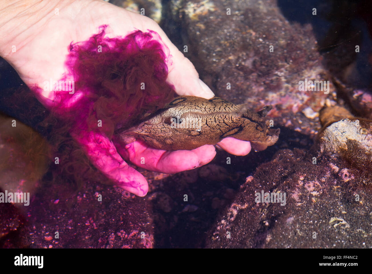 Spotted sea hare (Aplysia dactylomela) in hand, purple coloured ink cloud, defence mechanism, tide pools, La Gomera Stock Photo