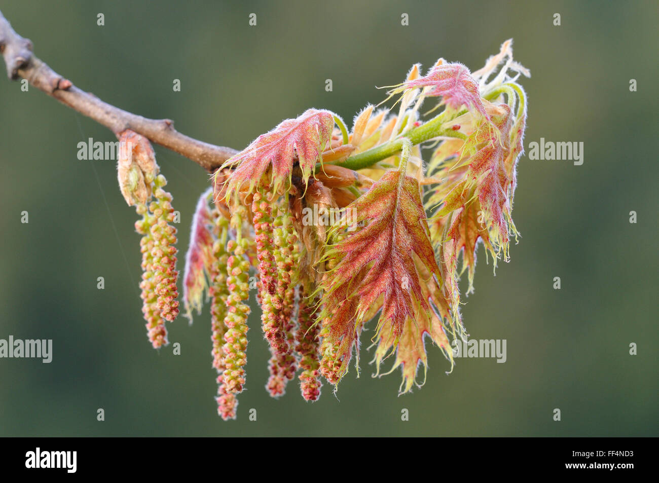Northern red oak or champion oak (Quercus rubra), male flowers and