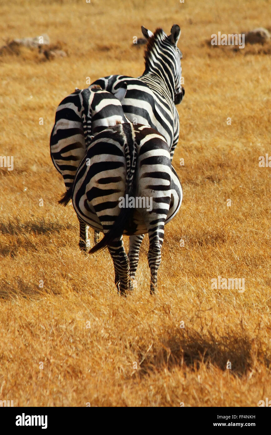 Zebra from behind hires stock photography and images Alamy