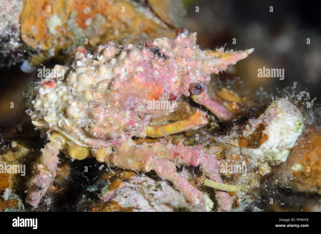 Decorator crab, Tiarinia angusta, Moalboal, Tuble, Cebu, Philippines Stock Photo