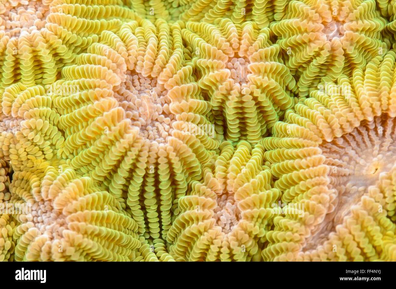Honeycomb coral, Diploastrea heliopora, Moalboal, Tuble, Cebu, Philippines Stock Photo