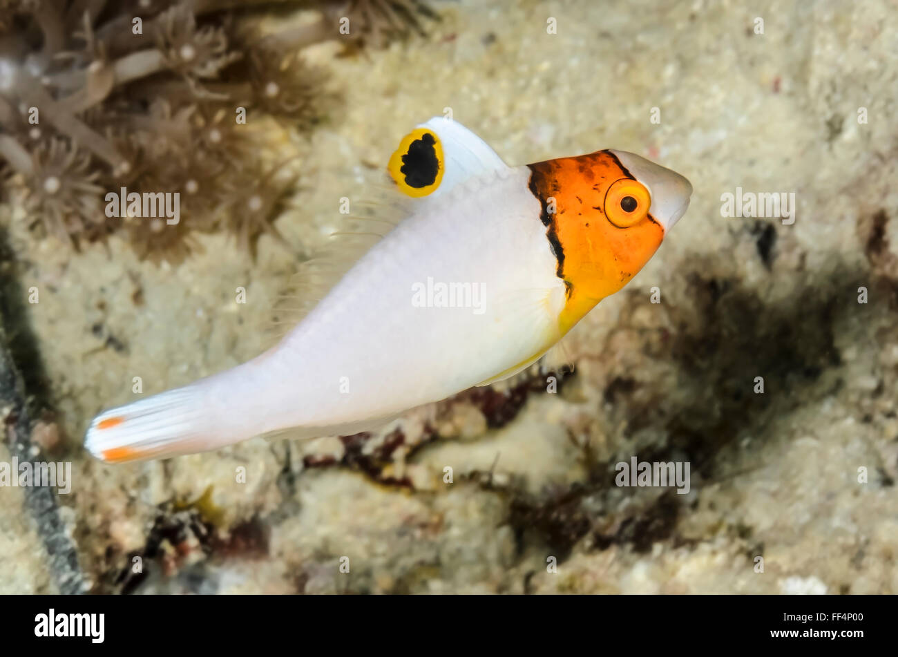 juvenile Bicolor parrotfish, Cetoscarus bicolor, Moalboal, Tuble, Cebu, Philippines Stock Photo