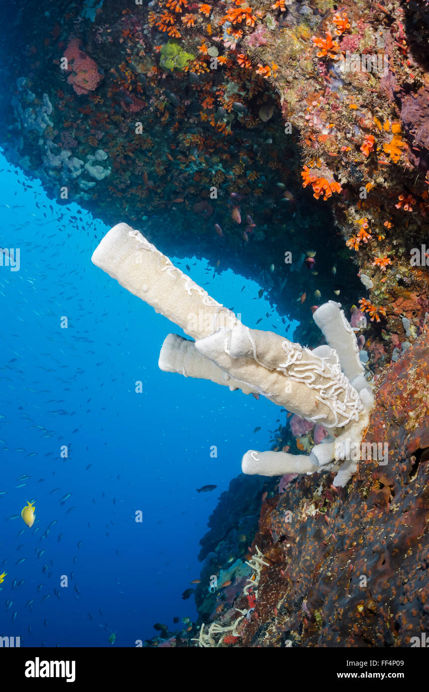 Tube sponges, Callyspongia sp., Pescador Island, Moalboal, Tuble, Cebu, Philippines Stock Photo