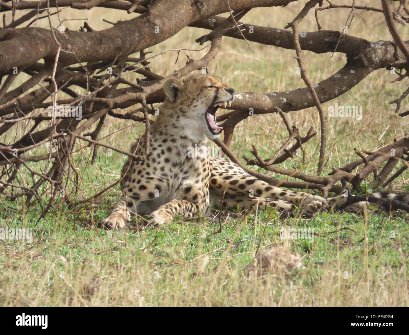 leopard yawns between naps in serengeti Tanzania Africa photo by jen lombardo Stock Photo
