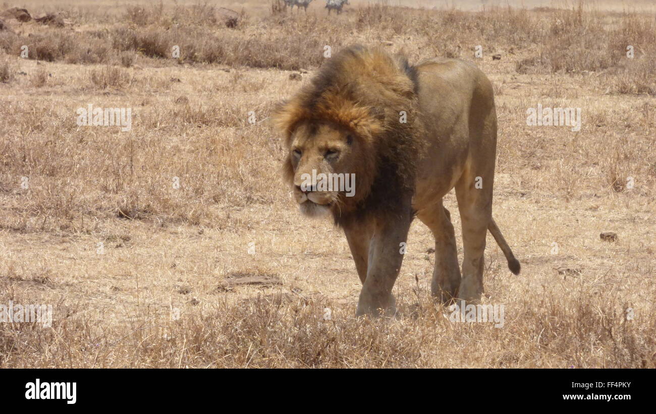 male lion in the Ngorongoro Conservation Area in Tanzania photo by jen lombardo Stock Photo