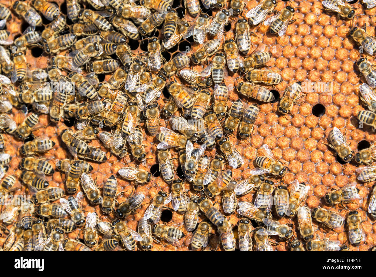 Closeup view of bees near Sheridan, Wyoming Stock Photo