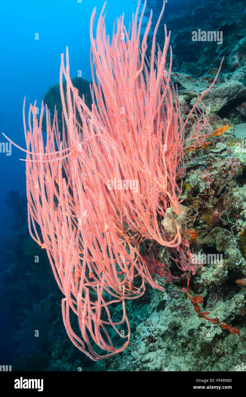 Red whip coral, Ellisella ceratophyta, Moalboal, Tuble, Cebu, Philippines Stock Photo