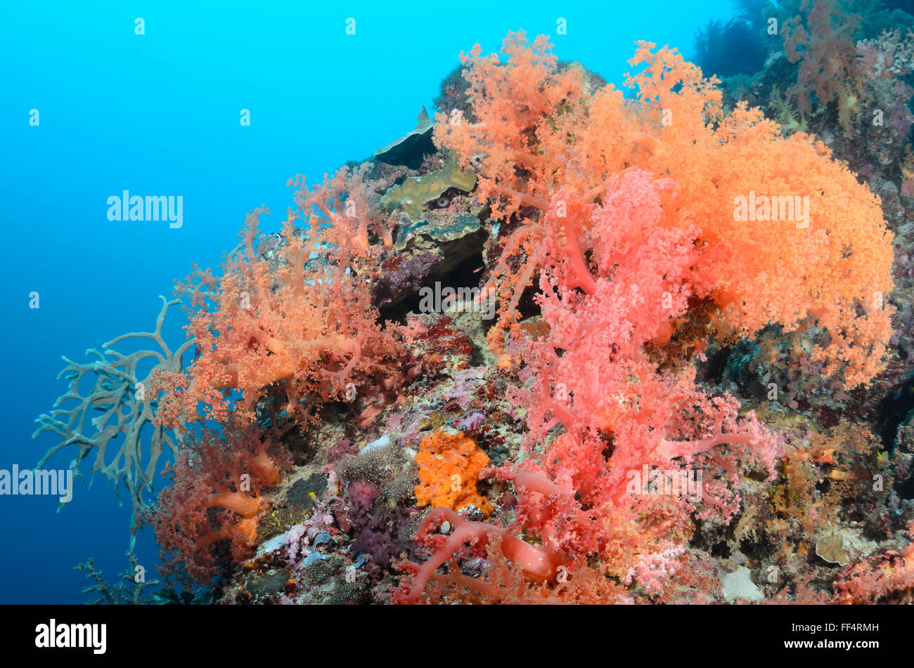 Tree corals, Scleronephthya sp., Moalboal, Tuble, Cebu, Philippines Stock Photo