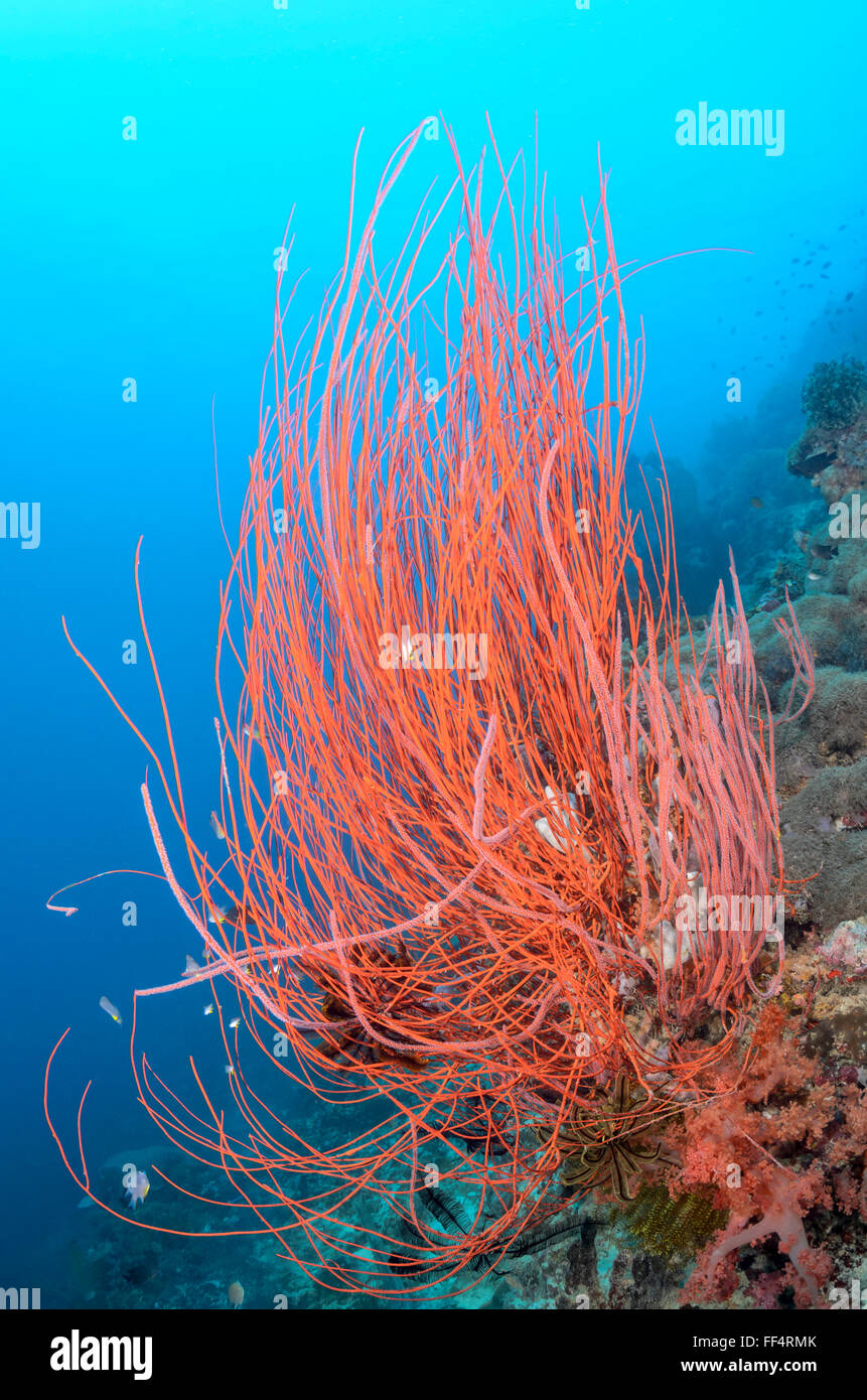 Red whip coral, Ellisella ceratophyta, Moalboal, Tuble, Cebu, Philippines Stock Photo
