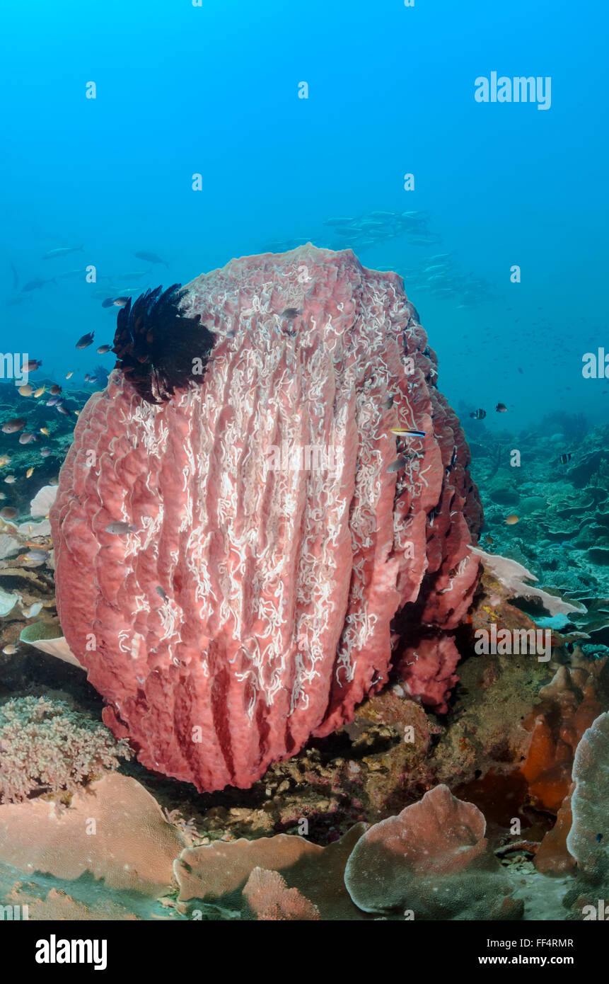 Barrel sponge, Xestospongia testudinaria, Pescador Island, Moalboal, Tuble, Cebu, Philippines Stock Photo