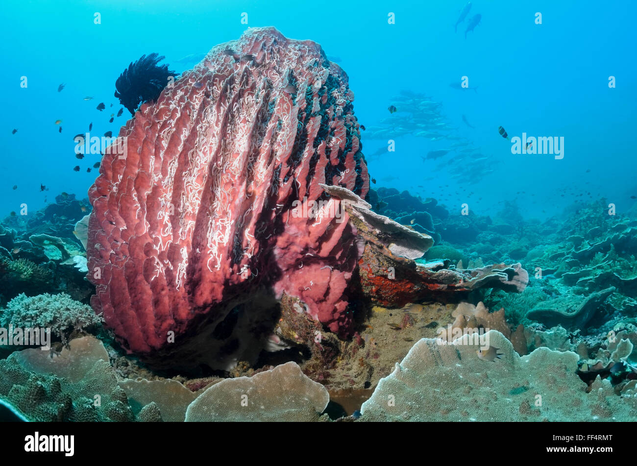 Barrel sponge, Xestospongia testudinaria, Pescador Island, Moalboal, Tuble, Cebu, Philippines Stock Photo