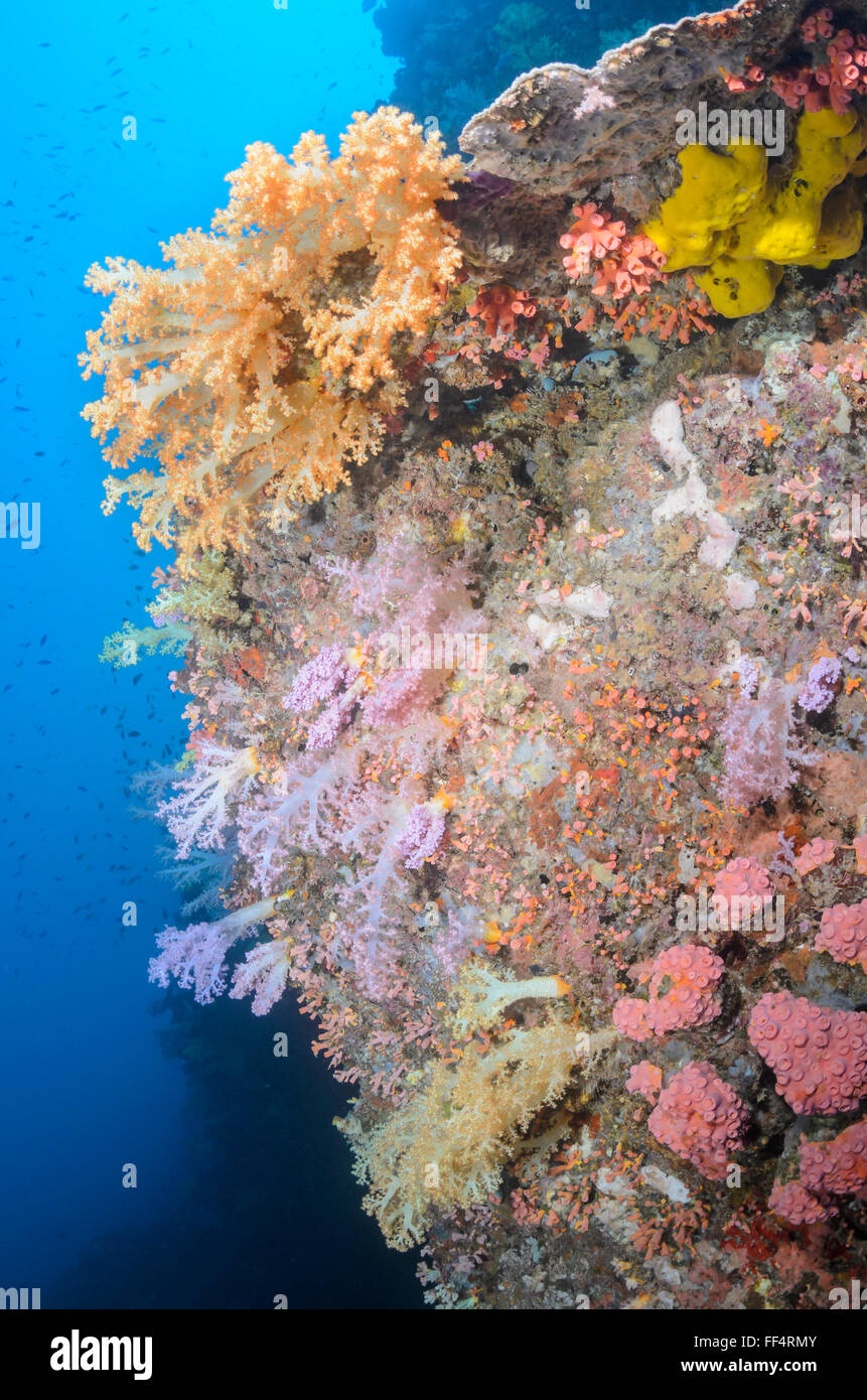 Tree corals, Scleronephthya sp., Pescador Island, Cebu, Philippines Stock Photo