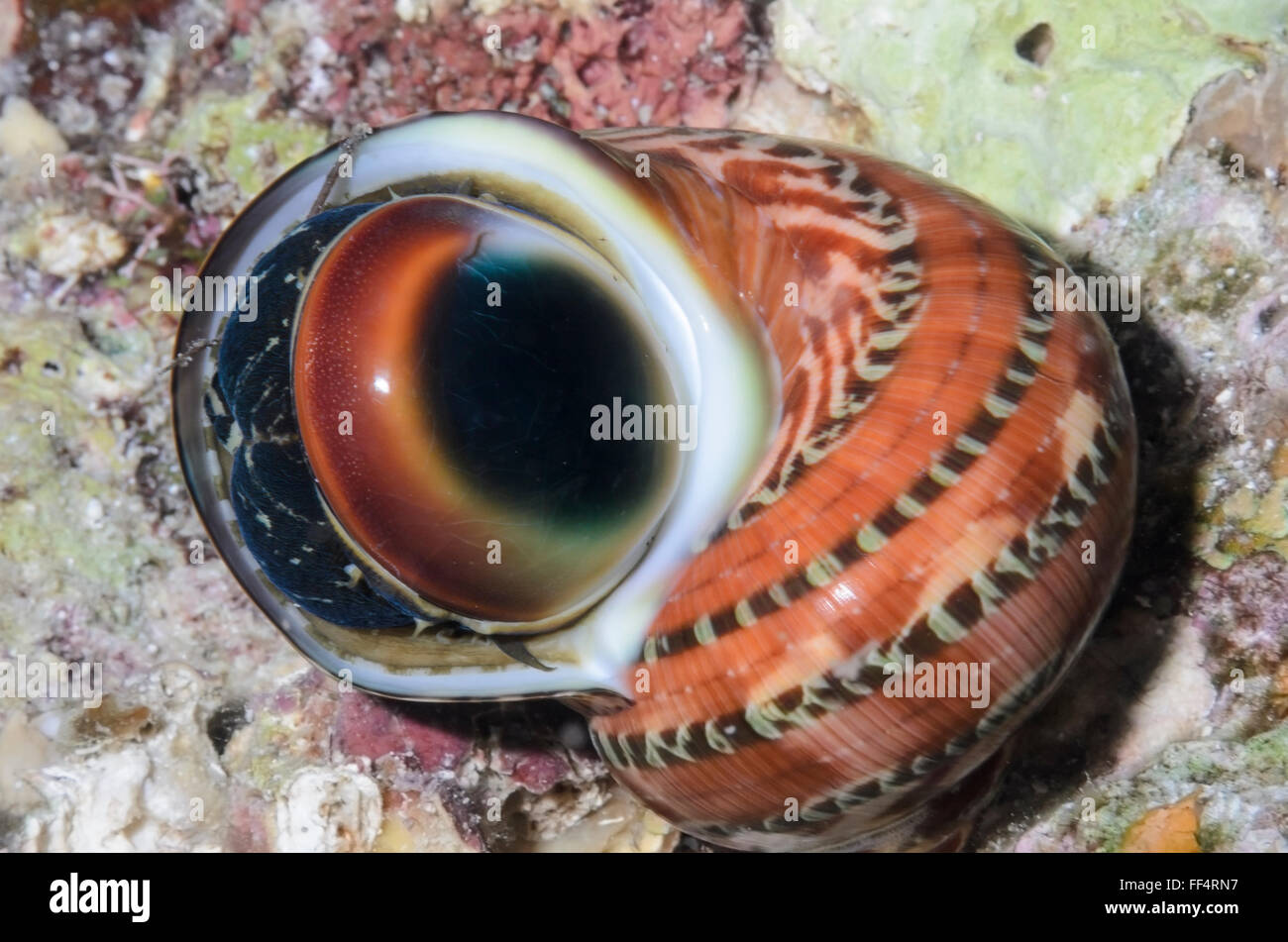 Tapestry turban snail, showing operculum, Turbo petholatus, Moalboal