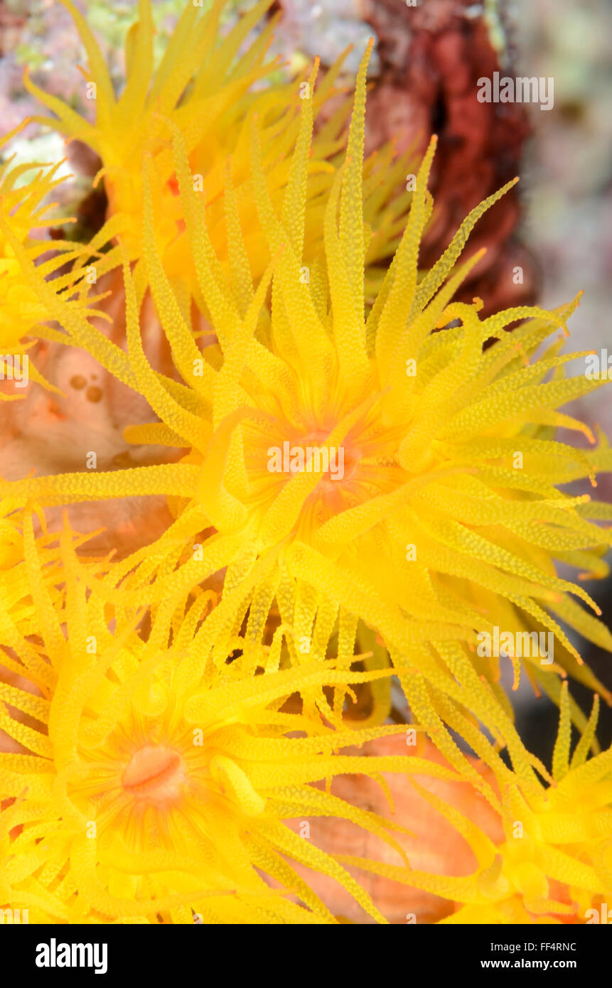 Sun coral or cup coral, Tubastraea cf. faulkneri, Moalboal, Tuble, Cebu, Philippines Stock Photo