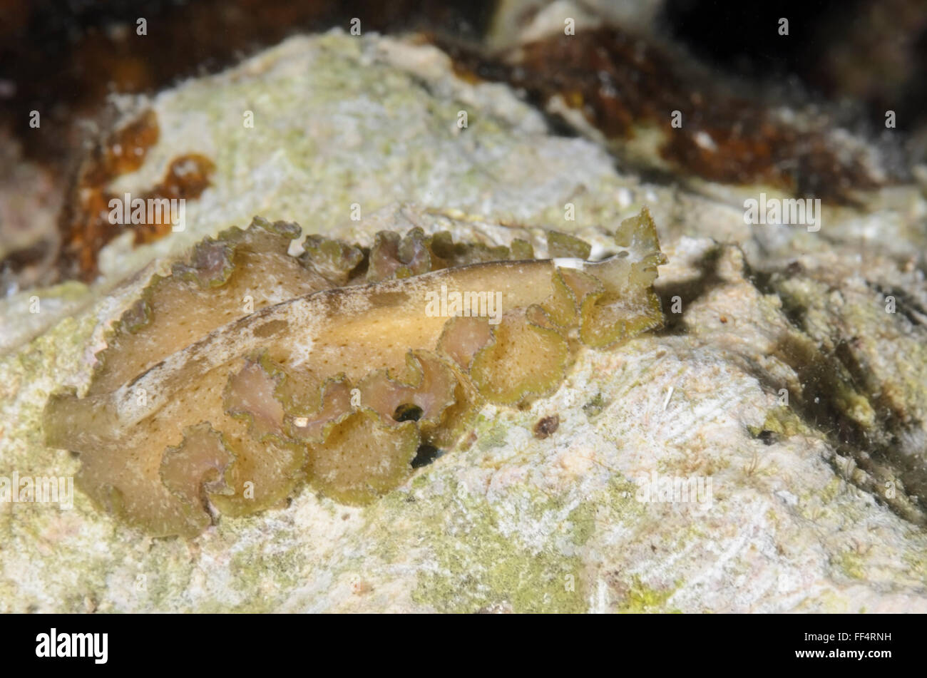 Cryptic flatworm, Pseudobiceros kryptos, Moalboal, Tuble, Cebu, Philippines Stock Photo