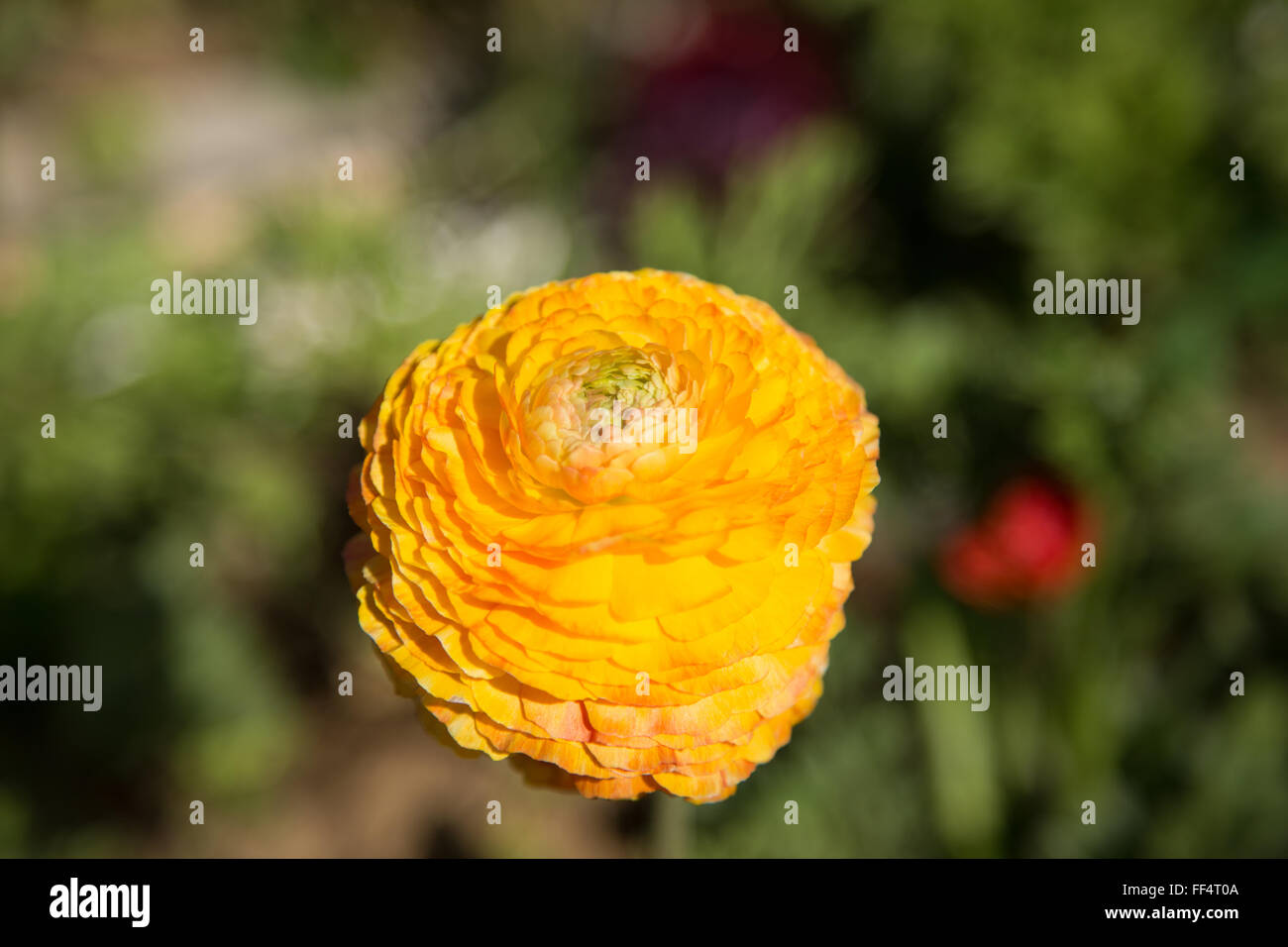 Gold Tecolote Ranunculus Stock Photo - Alamy