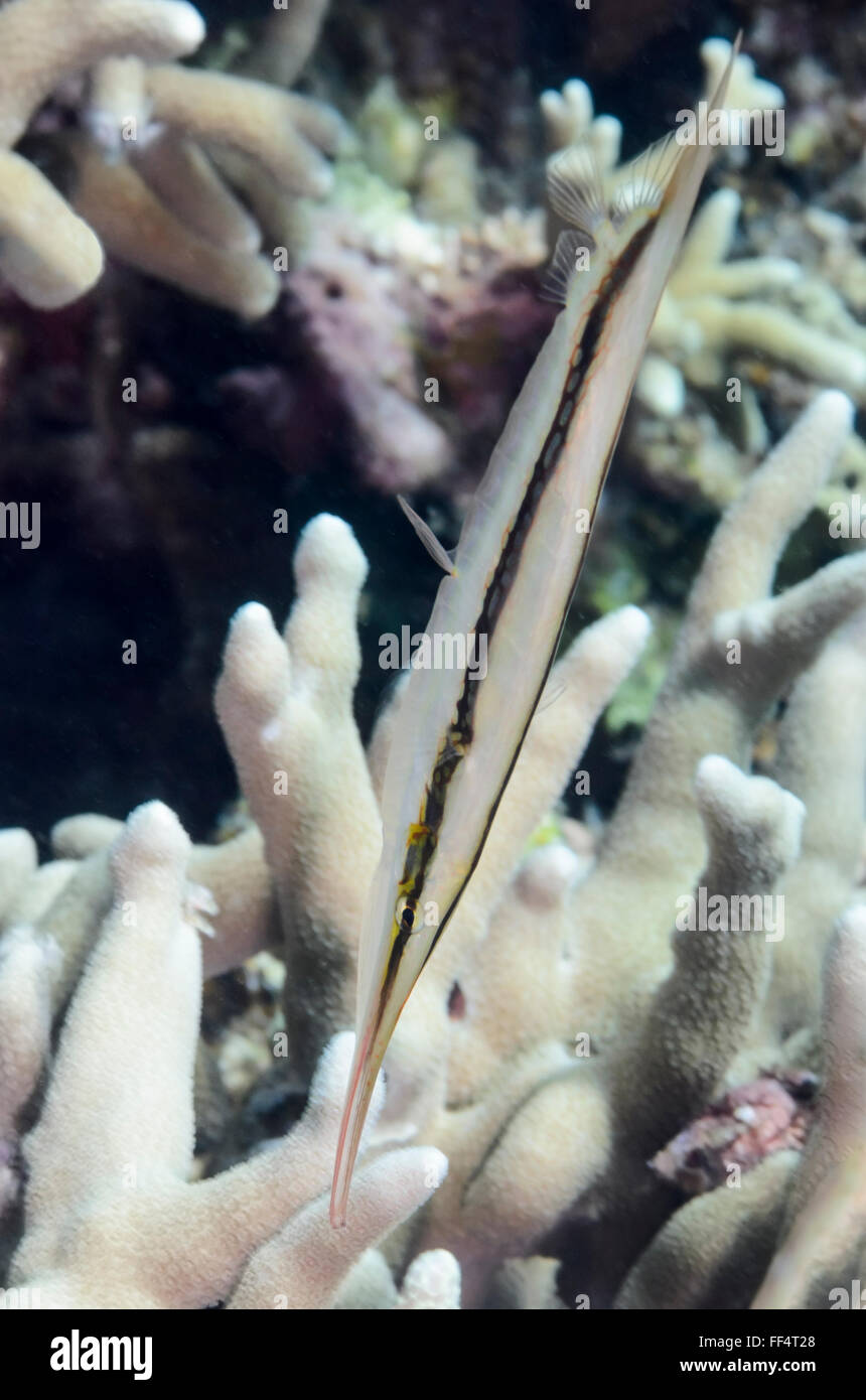 Razorfish, Aeoliscus strigatus, Moalboal, Tuble, Cebu, Philippines Stock Photo