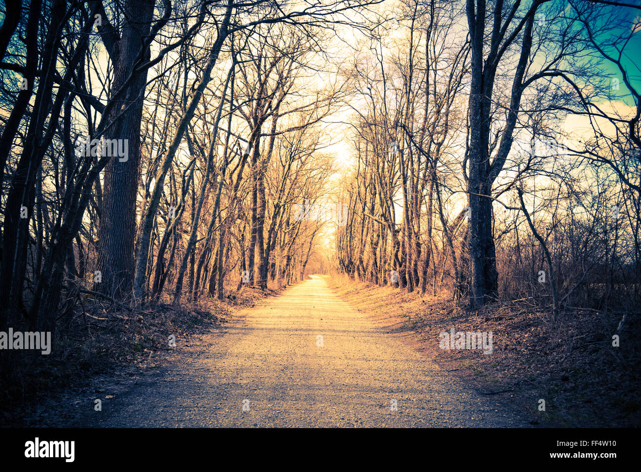 Tree-lined gravel country road. Vintage, retro look. Direction or path concept. Stock Photo