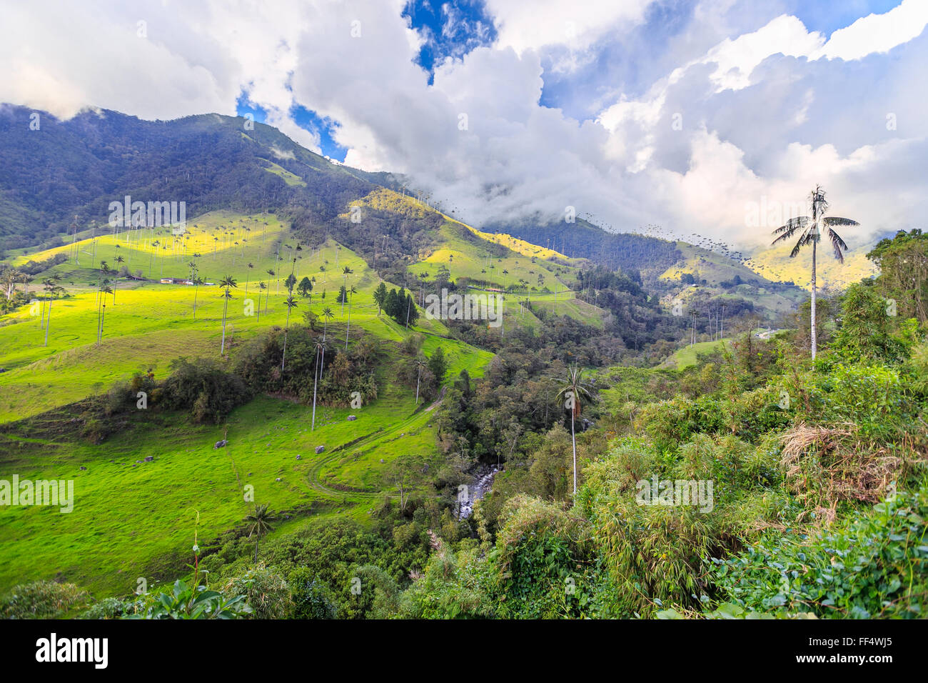 green jungle in mountains, palm trees in cocora valley, colombia, latin america Stock Photo
